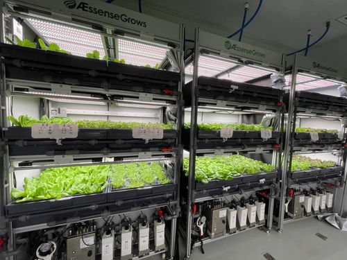 植物工廠生態(tài)鏈 一輕科技集團(tuán)生物科技菜擺上東來順餐桌